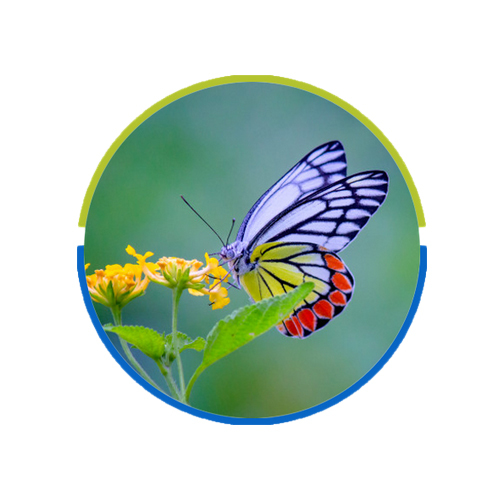 बटरफ्लाई गार्डन और ग्रीन स्पेस डेवलपमेंट