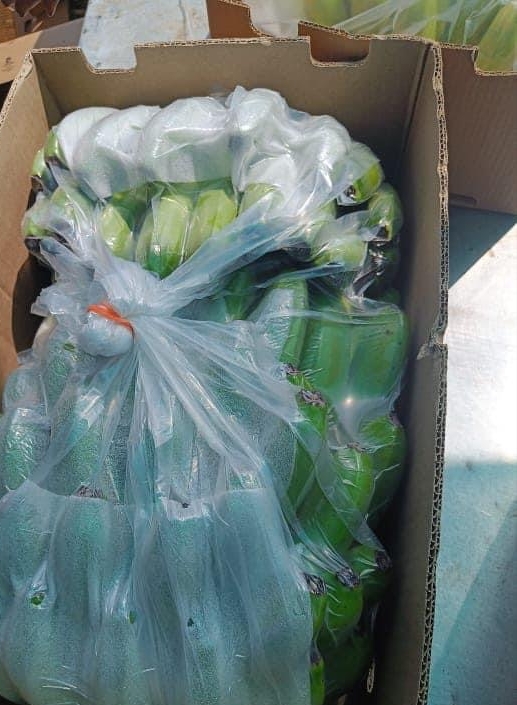 Green Banana - Medium Size Organic Green Banana, Raw Processing Form, 65% Moisture, 2 Week Shelf Life, Seasoned Style