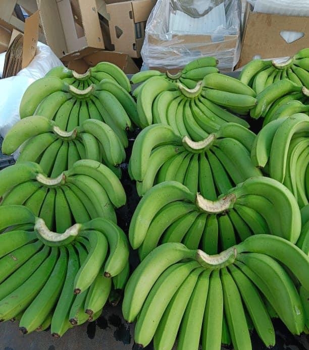 Green Banana - Medium Size Organic Green Banana, Raw Processing Form, 65% Moisture, 2 Week Shelf Life, Seasoned Style