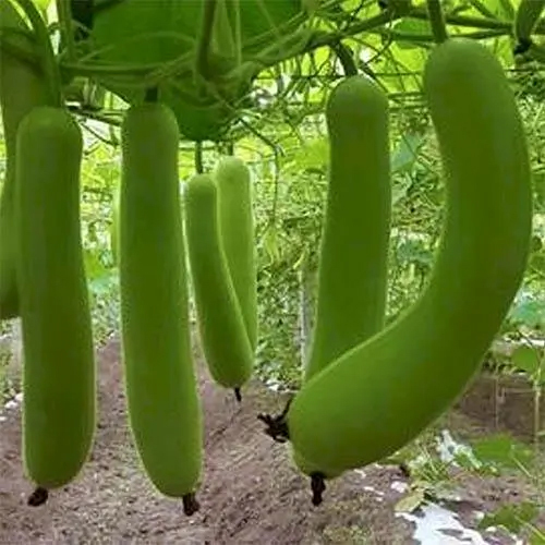 लौकी के टुकड़े