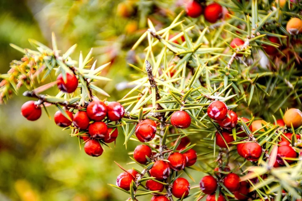 Cade Essential Oil - Additives: None