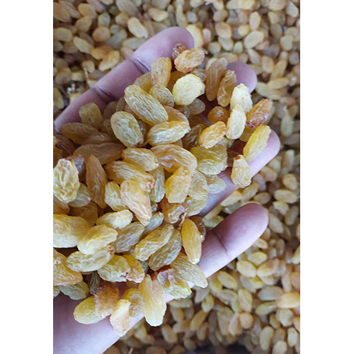 Premium Golden Raisins - 900gm Dried Yellow Grapes, Non Glutinous, First Class Grade, Hygienically Processed With Advanced Methods
