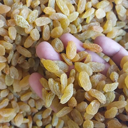 Premium Golden Raisins - 900gm Dried Yellow Grapes, Non Glutinous, First Class Grade, Hygienically Processed With Advanced Methods