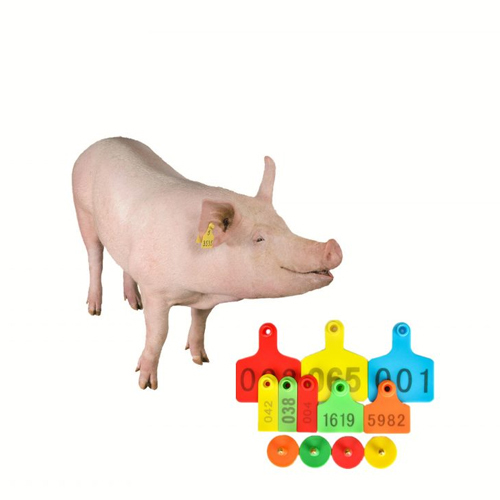 पहचान के लिए बहुरंगा अनुकूलित सुअर कान टैग