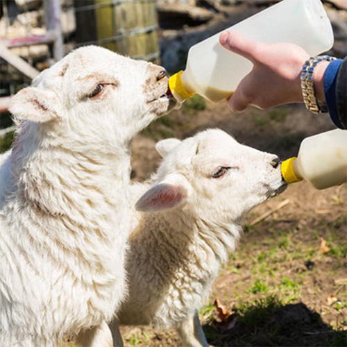 Soft Rubber Goat Milk Nipple - Feature: High Quality