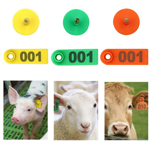 Customized Pig Ear Tag For Identification - Color: Multicolor