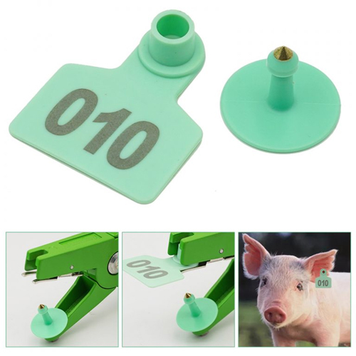 Customized Pig Ear Tag For Identification - Color: Multicolor