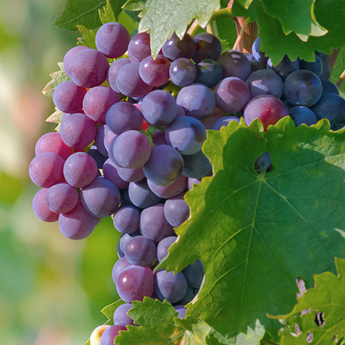 Organic Blue Grapes