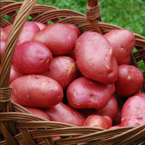 Fresh Potato Moisture (%): Nil