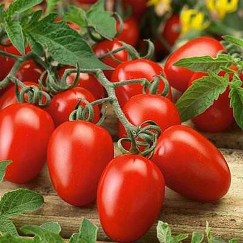 Natural Red Tomato