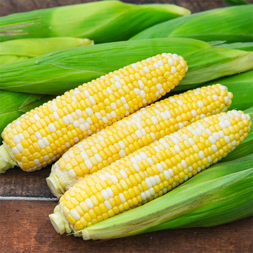 Yellow Corn - Organic, Natural Size | High Purity, Rich In Antioxidant Carotenoids, Promotes Eye Health