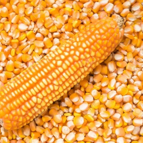 Yellow Corn - Organic, Natural Size | High Purity, Rich In Antioxidant Carotenoids, Promotes Eye Health