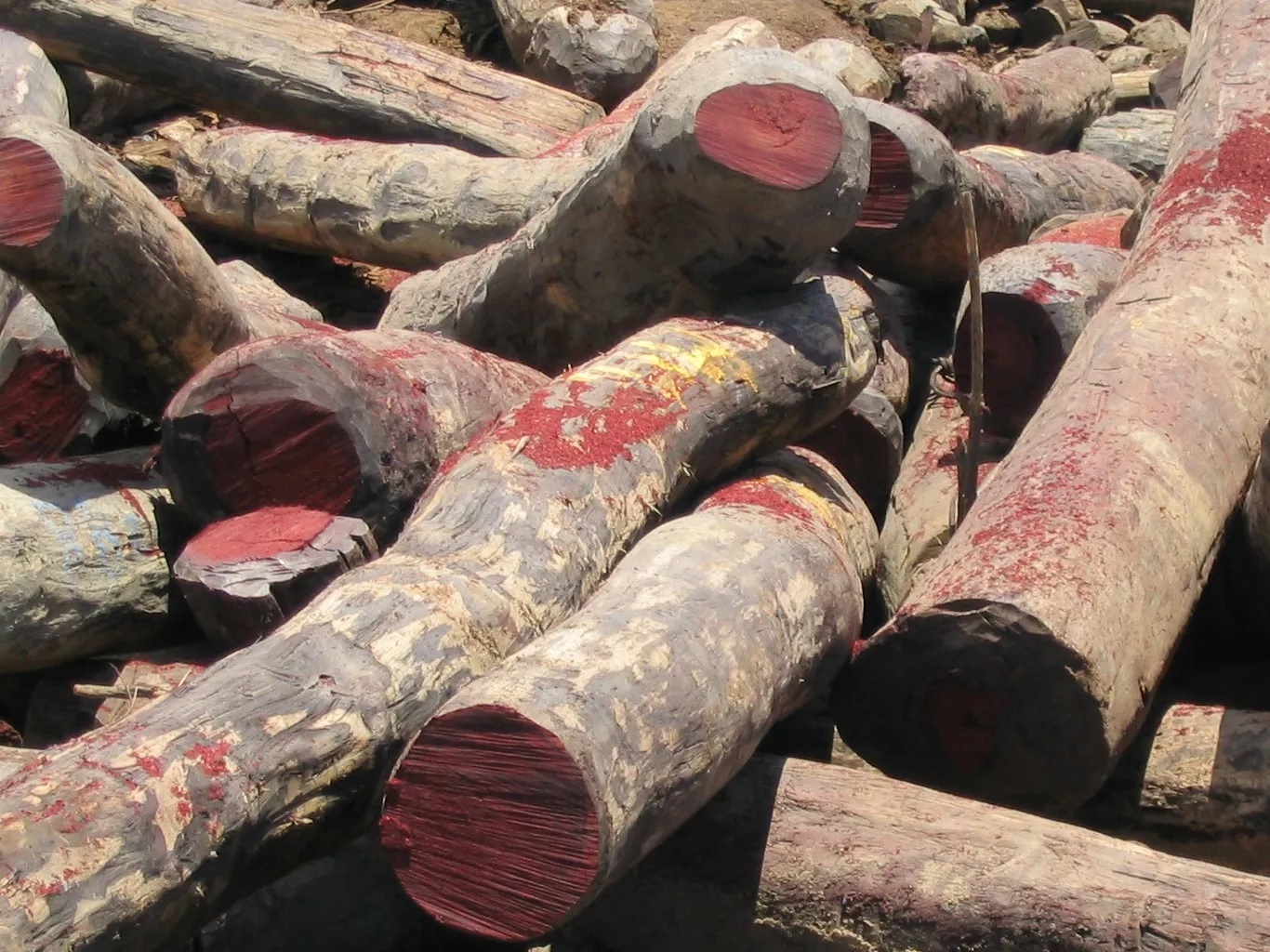 Rosewood Essential Oil - Grade: Cosmetic Grade