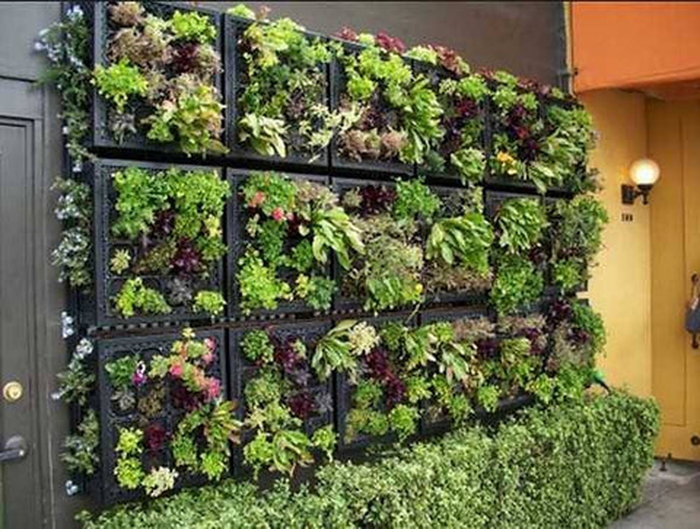 Vertical Garden Grass Length: 53  Centimeter (Cm)