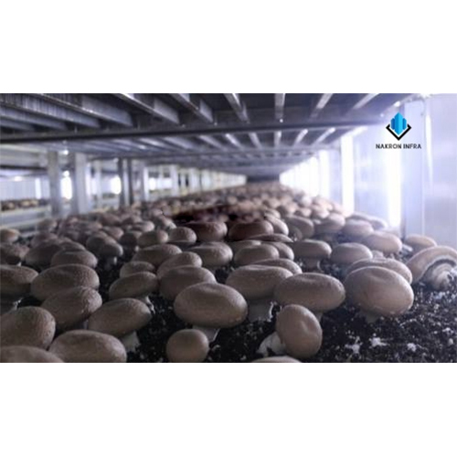 स्टील मशरूम ग्रोइंग चैंबर