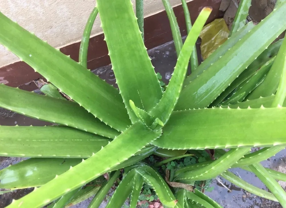 Mganna Natural Aloe Vera Powder For Skin Cleansing Soap Making And Cosmetics Formulations Ingredients: Herbal Extract