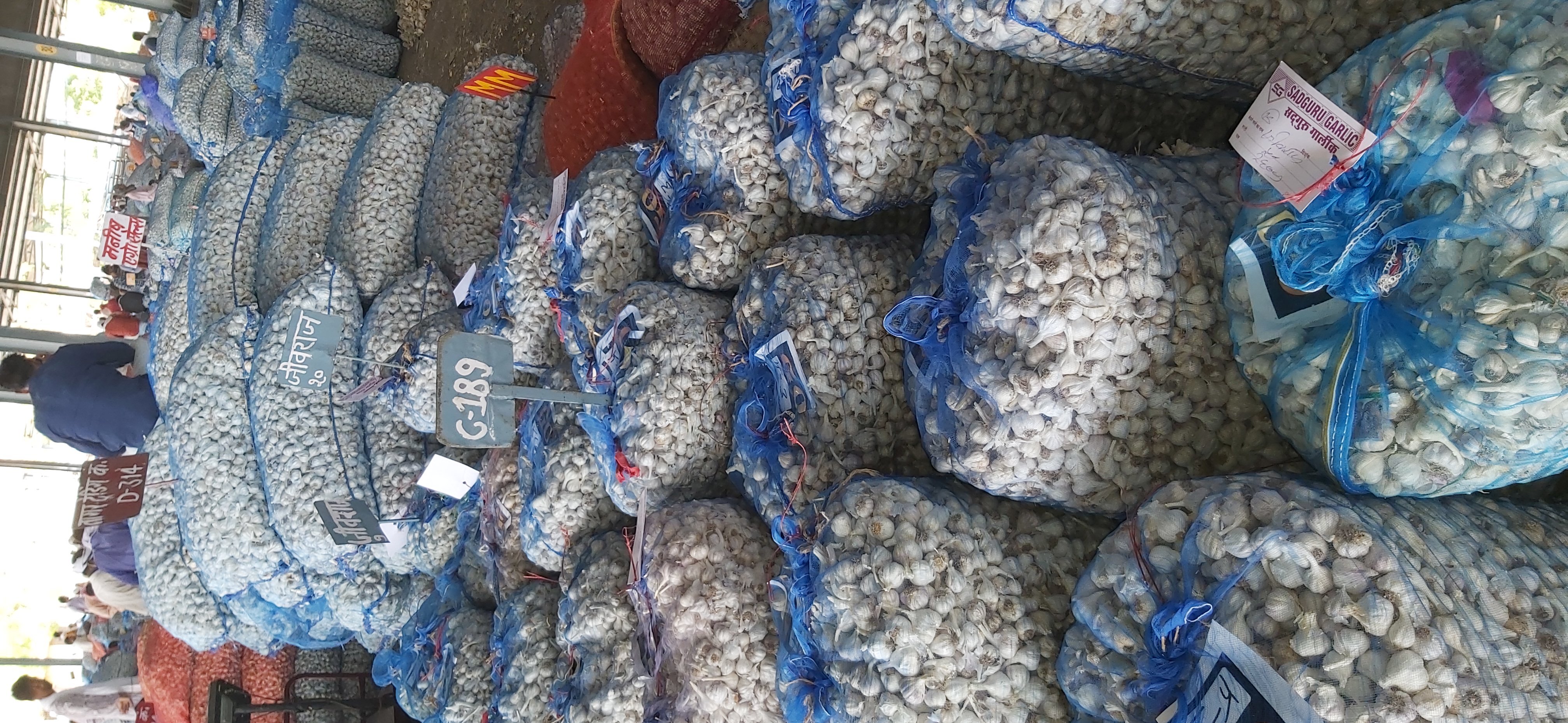 White Fresh Garlic