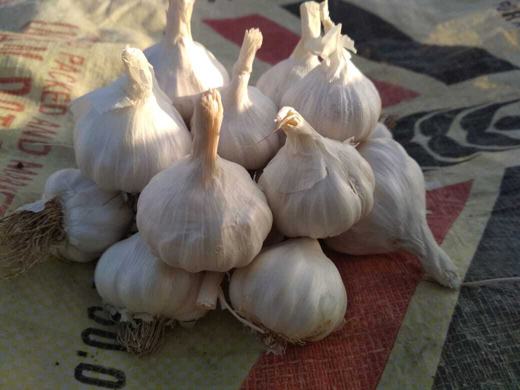 White Fresh Garlic