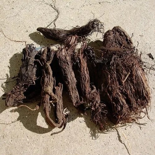 Jatamansi Oil (Spikenard Oil) - Grade: Cosmetic Grade