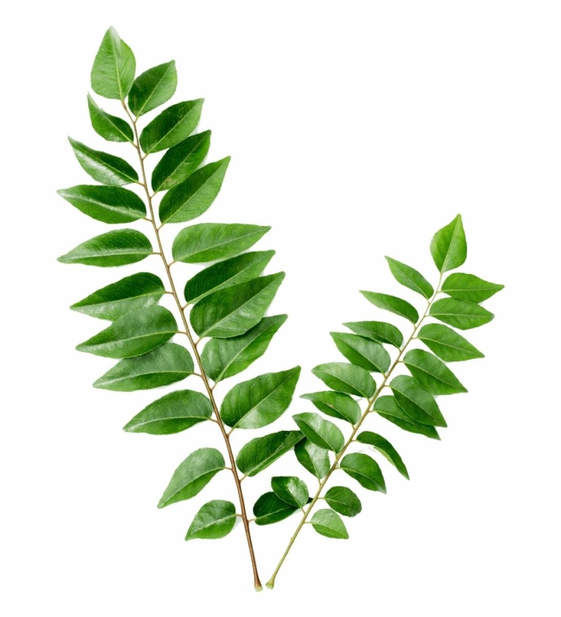 Curry Leaves Oil - Grade: Cosmetic Grade