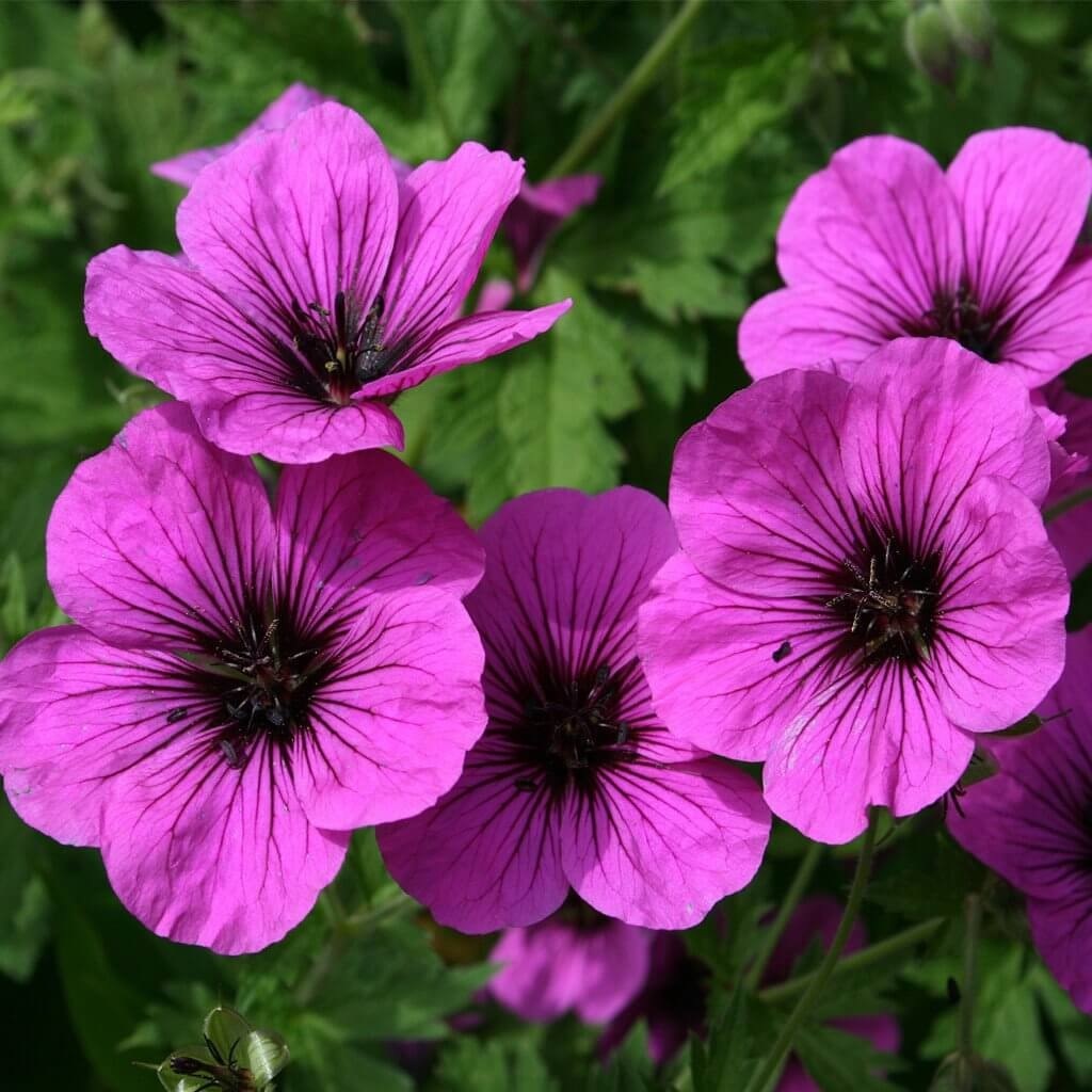 Geranium Essential Oil - Pure Therapeutic Grade, Aromatic And Refreshing Scent For Relaxation And Stress Relief