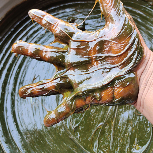 180 Kg Aplr Chassis Grease - Industrial Grade, Strong Smell, Nil Ash Content