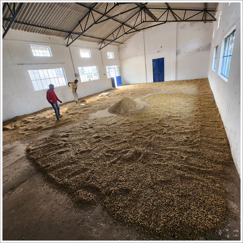 Coffee Parchment Caffeine (%): 1.1-2.2 Percentage ( % )