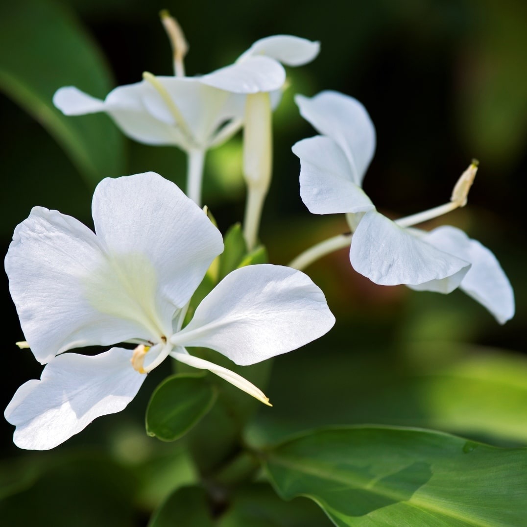 Ginger Lily Essential Oil - Grade: Cosmetic Grade