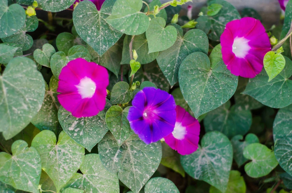 Shankhpushpi Powder - Grade: Cosmetic Grade