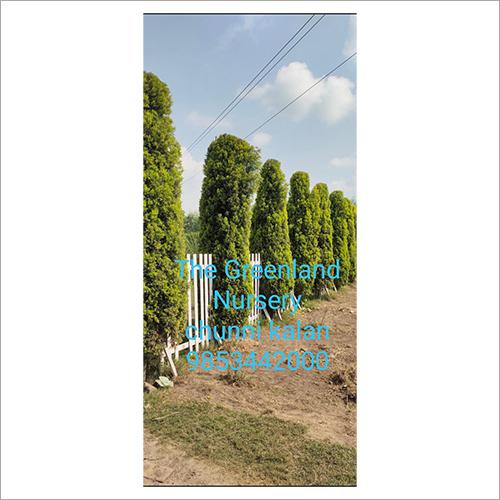 Golden Cyprus - Medium-Sized Green Coniferous Tree, Irregular Flat Top with Rose-Colored Leaves
