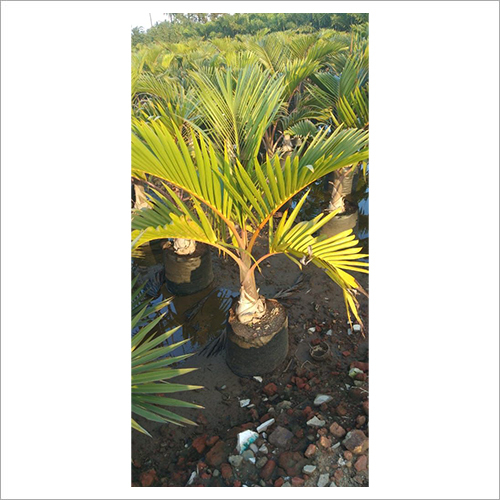 Golden Veitchia Merrillii Palm - 10-12 Pinnate Fronds, 3-Foot Bright Green Crownshaft, Glossy Arched Leaves, Grey Trunk with Leaf Scars