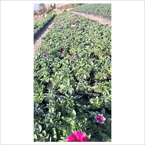 Plant Petunia Flower