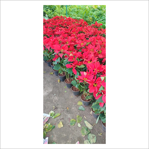 रोज पॉइन्सेटिया ट्री प्लांट