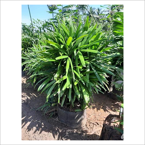 Plant Rhapis Palm