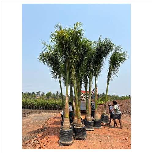 Green Royal Palm Tree