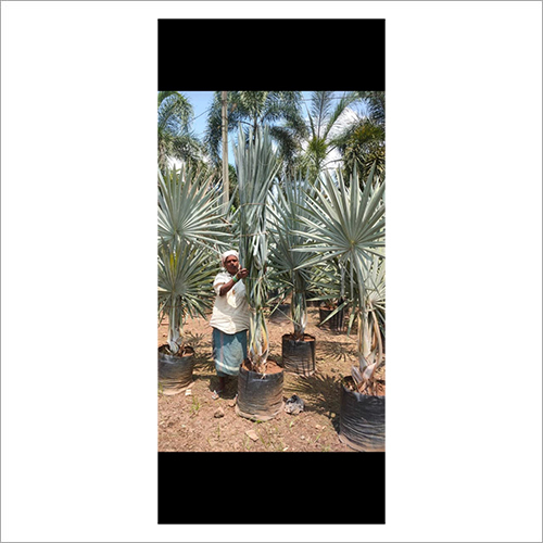 Green Silver Bismarckia Palm Tree