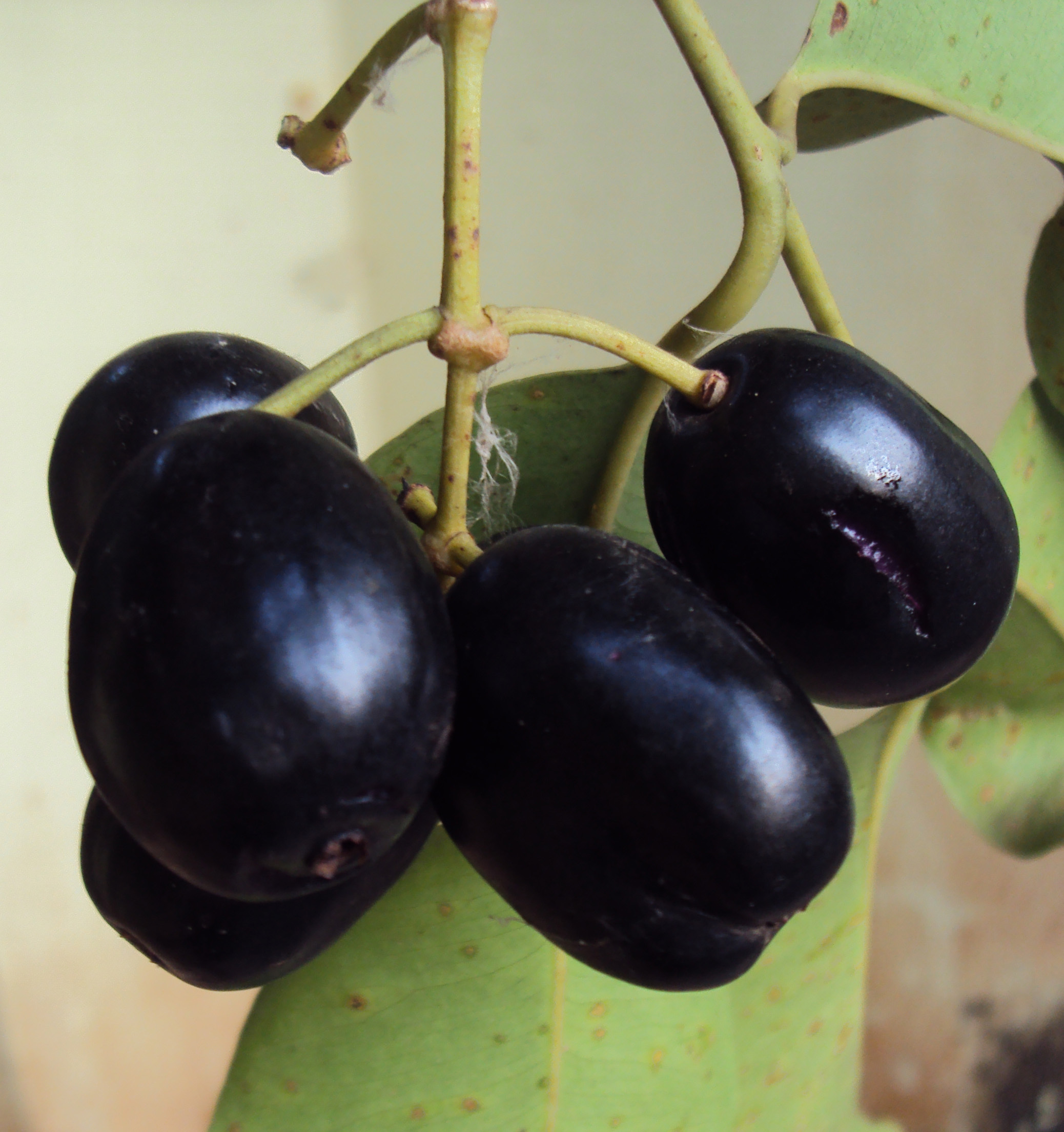 Purpule Jamun Fruit Pulp