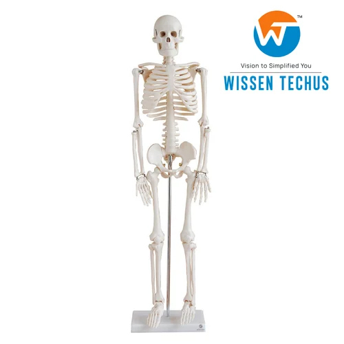 Human Skeleton Model