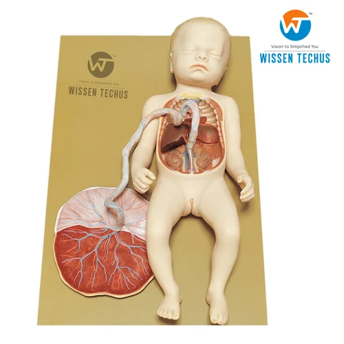 Full Term Fetus With Viscera And Placenta Application: Laboratory