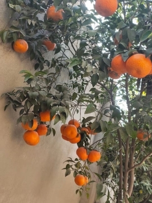 Orange Fruit Plant