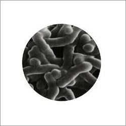 Bifidobacterium Bifidum