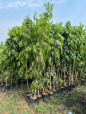 Plant Ashoka Tree