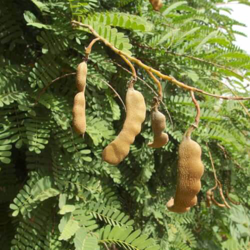 Green Natural Tamarind Extract