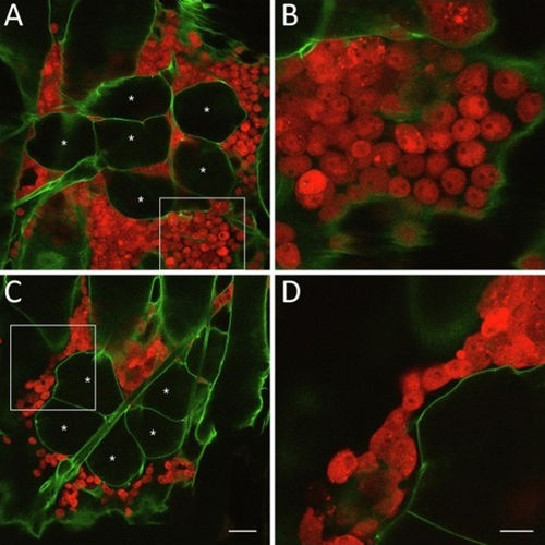 क्लोरोफॉर्म पाउडर