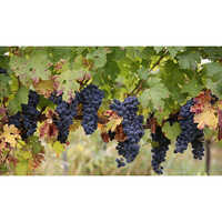 सामान्य काले अंगूर