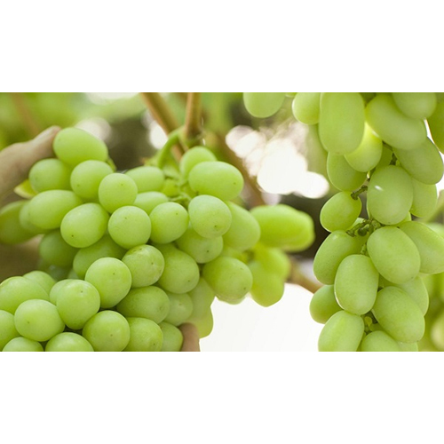 Fresh Green Grapes - Whole, Non Glutinous | Sweet and Slightly Tart, Ideal for Snacks, Cooking, Juicing, and Salad Ingredient