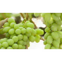 सामान्य ताजे हरे अंगूर