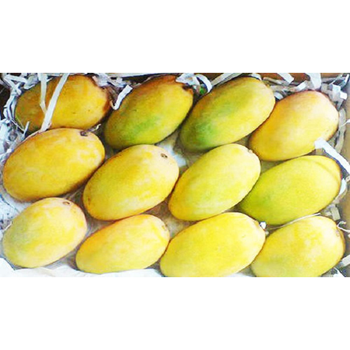 Fresh Mango - Whole Fruit, Sweet Flavor | Rich In Vitamins, Antioxidants, Ideal For Juices And Culinary Dishes