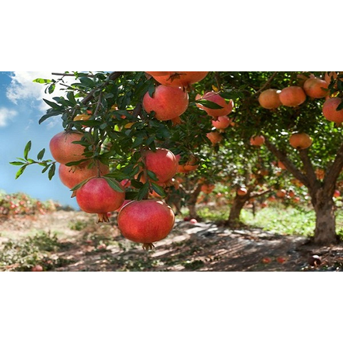 Fresh Pomegranate - Whole Fruit, Sweet Flavor, Non Glutinous, Rich In Antioxidants, Packed With Edible Arils, Heart Health Benefits