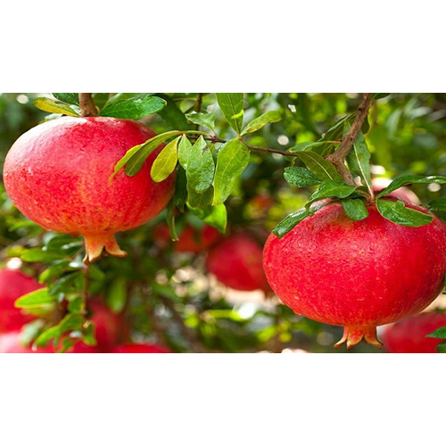 Fresh Pomegranate - Whole Fruit, Sweet Flavor, Non Glutinous, Rich In Antioxidants, Packed With Edible Arils, Heart Health Benefits